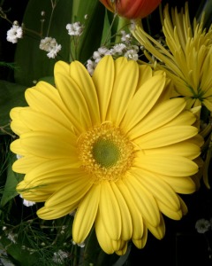 43850245_yellow_flower-s